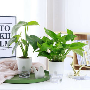 Automatic Water Absorbing Plant Pot Self Watering Flower Pot for Indoor Office Living Room Plants Gardening Pots Home Decoration