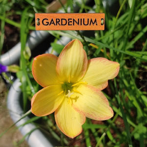 Umbi Bunga Rain Lily Kings Ransom - Rainlily Zephyranthes Hybrid