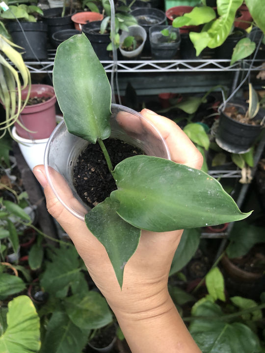 philodendron rugosum aberrant form live aroid plant