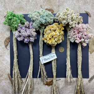 (7-12 tangkai) Bunga Kering Edelweiss Edelwis Edelweis Dried Flower Bunga Abadi Budidaya