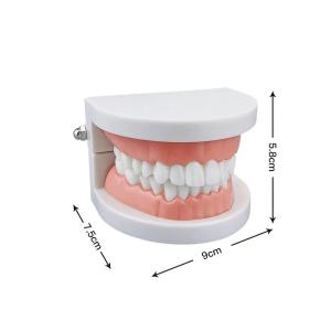 1pc Standard Adult Dental Model Teaching Tool for Medical Research & Demonstration Oral Health Care Device for Professionals