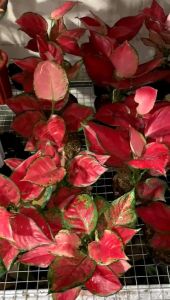 PROMO!! Aglonema red anjamani dewasa rimbun 789 daun - Tanaman hias pohon red anjamani