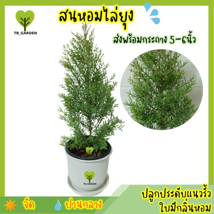 ต้นสนหอมไล่ยุง กระถาง 6 นิ้ว ไม้พุ่มไล่ยุง