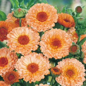 Pot Marigold Calendula Pink Surprise Edible Flower 200-260 Seeds Container Friendly Easy Grow