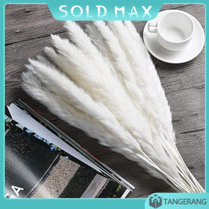 15 pcs Pampas Grass Dried Flower: Dekorasi Kering yang Cantik