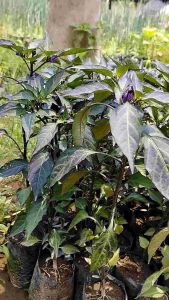 Bibit Tanaman Cabe Ungu & Cabe Hitam Sudah Berbuah