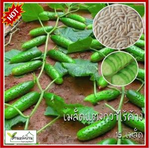 15 เมล็ด แตงกวาไร้ค้าง เมล็ดแตงกวาไร้ค้าง  สายพันธุ์OP (ขยายพันธุ์ต่อได้) เมล็ดแตงกวา แตงกวา