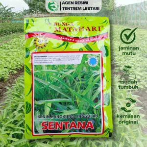 Benih Kangkung Daun Sempit SENTANA 100 gram Asli Cap Bunga Matahari Unggul