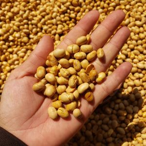 Đậu nành sấy (rang muối- có video) {Khối lượng tịnh không tính bao bì}