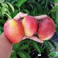 Bisa COD Bibit mangga garifta merah Tinggi 1 Meter Up Batang Besar. 