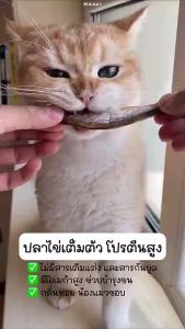 ฟรีซดรายแมว ปลาไข่ฟรีซดราย ปลาไข่ อบแห้ง ฟรีซดราย อบแห้ง ขนมแมว ขนมสุนัข freeze dried  treat ขนมฟรีซดรายสัตว์ ขนมหมา