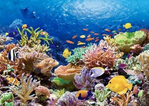 Tranh dán tường đại dương xanh trang trí decor có sẵn keo dán nhiều mẫu mới