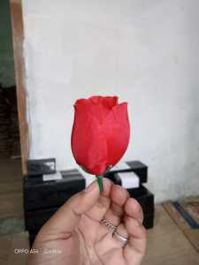 Bunga kuncup jual per 100 PCS