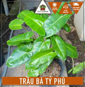 Cây Trầu Bà Tỷ Phú - Tổng thể tầm 30-40 cm - Kiểng lá đẹp mang phong thủy tốt!