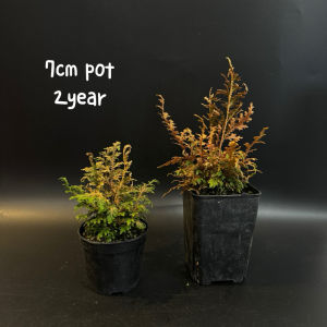 Japanese Golden Fern 日本黄金蕨 山野草(盆景/bonsai plant/live plant/outdoor plant/indoor plant）
