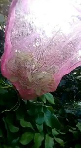 Brongsong kelengkeng/waring bawang/jaring/fruit cover buah