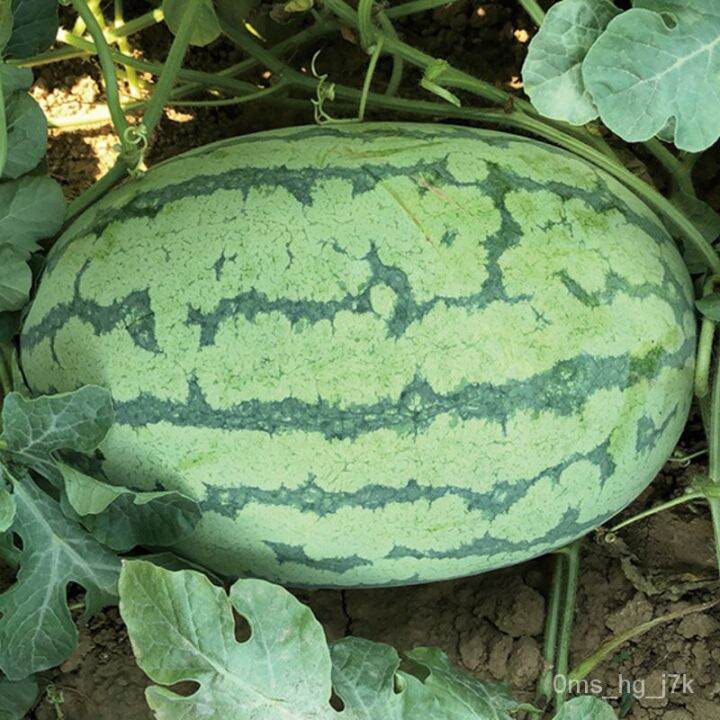 KIRIN Watermelon Seed Sweet Wang Big Lazy Watermelon Seed Southern ...