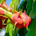 [Easy To Grow In Malaysia] Pitaya Seeds Dragon Fruit Seeds for Planting (Mixed 200 Seeds) Balcony Potted Yellow Dragon Fruit Plant Seeds Dwarf Fruit Plants Red Dragon Fruit Seedlings Home Garden Seeds Bonsai Tree Live Plant Real Plants Benih Pokok Buah. 