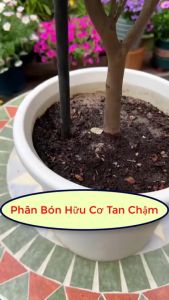 Lọ 22 Viên Phân Bón Cây Cảnh Dạng Viên Sủi Siêu Dinh Dưỡng Chuyên Dụng Cho Cây Cảnh