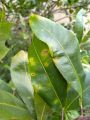 Thuốc trừ bệnh Rỉ Sắt, Cháy Lá, thán thư, mai vàng. 