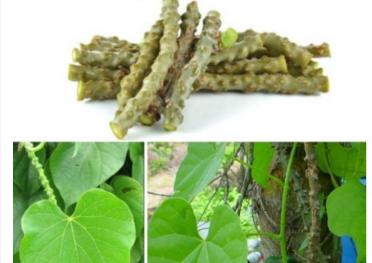 C%C3%A2y%20th%E1%BA%A7n%20th%C3%B4ng%20kh%C3%B4%20500gr%20(%20d%C3%A2y%20c%C3%B3c,%20d%C3%A2y%20k%C3%AD%20ninh)%20-%20Image%201