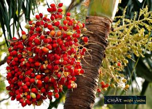 Cau trắng - Cau kiểng trái đỏ - Cau cảnh trái đỏ - Giống ươm từ trái cao 20-40cm