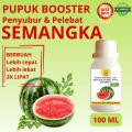 Pupuk Semangka Cepat Berbuah / Pupuk Pelebat Buah Semangka / Pupuk Booster Semangka Cair. 