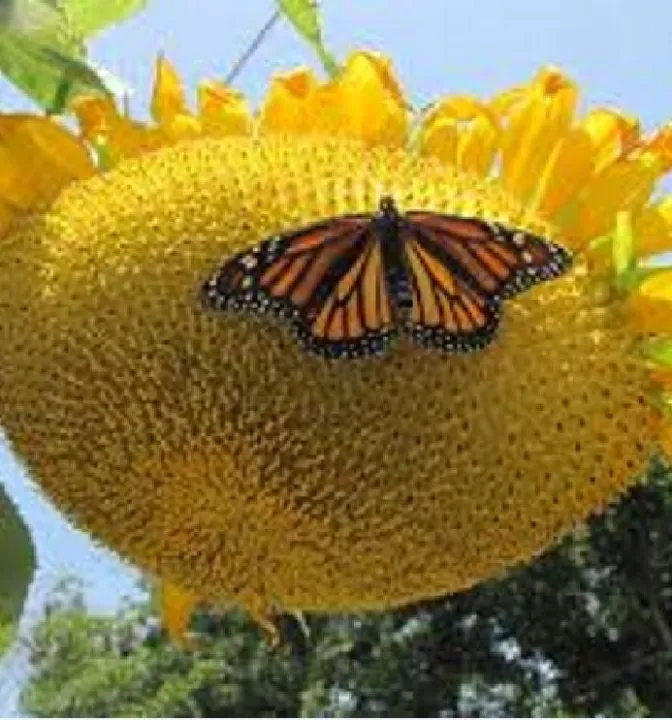 H%E1%BA%A1t%20gi%E1%BB%91ng%20hoa%20h%C6%B0%E1%BB%9Bng%20d%C6%B0%C6%A1ng%20kh%E1%BB%95ng%20l%E1%BB%93%20-%20g%C3%B3i%2030%20h%E1%BA%A1t%20-%20Image%205