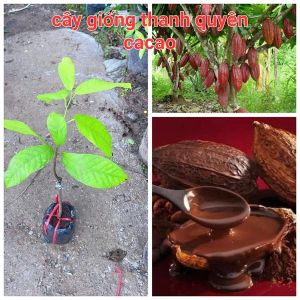 CÂY GIỐNG CA CAO CHUẨN GIỐNG 100% CAO 50 -100 CM TUỲ THEO LÔ