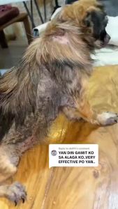 Premium Ointment For Cats & Dogs