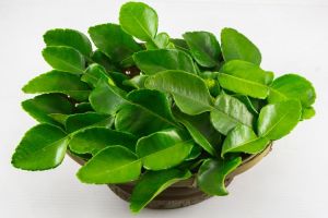daun jeruk/bahan masakan/bumbu masakan