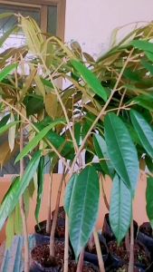 ต้นทุเรียนมูซานคิงเสียบยอดพร้อมปลูก สูง40-60ชม.**ชื้อ10ต้นแถม1ต้น