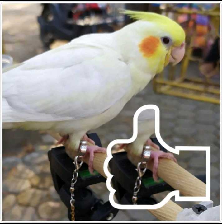 Falk cockatiel hot sale