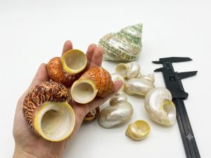Vỏ ốc cừ đỏ vỏ ốc voi tự nhiên dành cho ốc mượn hồn cua ẩn sĩ vỏ ốc biển trang trí tiểu cảnh. ốc mượn hồn HCM