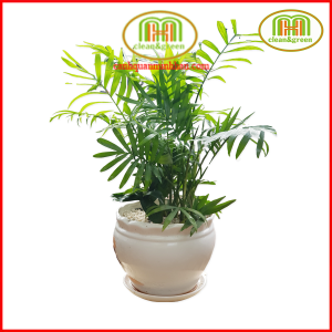 Chậu cây cau tiểu châm cây để bàn văn phòng làm việc Minh Hân Garden