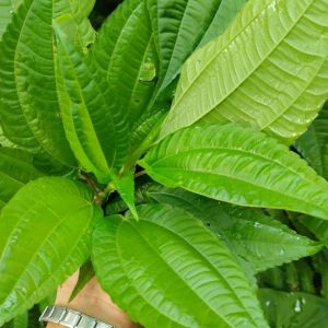 Daun Pohpohan Segar Berkhasiat Lalapan Khas Jawa Barat Sayur Segar Per Ikat