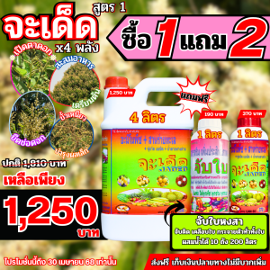 จะเด็ด สูตร X4 พลัง ฮอร์โมนลำไย เปิดตาดอก ชนิดเข้มข้น .อะมิโนคีเลต+สาหร่ายทะเล+ไคโตซาน+น้ำตาลทางด่วน