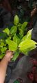 Philodendron Imperial Gold. 