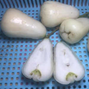 ต้นชมพู่เพชรนางฟ้า เป็นชมพู่พันธุ์ใหม่ ผลสีขาวใสไร้เมล็ด ผลรับประทานได้ มีรสชาติหวานหอมอร่อย ปลูกง่ายกิ่งตอน ปลูกได้กับดินทุกชนิด