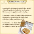 Kombucha SCOBY tốt cho sức khỏe, con giống thủy sâm làm trà. 