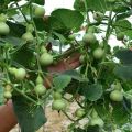 Hạt giống Bầu Hồ Lô MiNi - Gói 5 Hạt. 