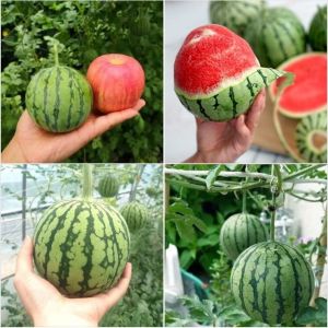 Hạt giống dưa hấu táo baby đài loan ruột đỏ-gói 30 hạt-nãy mầm 90%