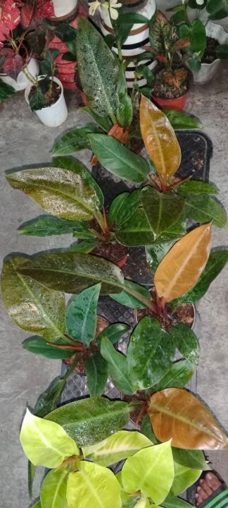 Philodendron%20Imperial%20Gold%20-%20Image%209