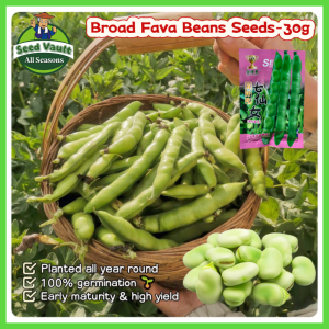 100% Legit High Germination 30g Large Broad Bean Seeds for Planting Vegetables Plants Broad Fava Beans Seeds for Sale Organic Vegetable Seeds for Gardening Vicia Faba Sprouts Seeds Balcony Potted Broad Bean Seedlings Veggie Plants Buto Ng Gulay Live Plant