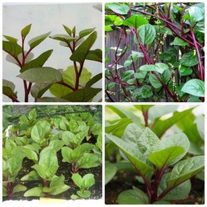 Hạt giống rau mồng tơi tím - gói 3gram( 115 hạt)