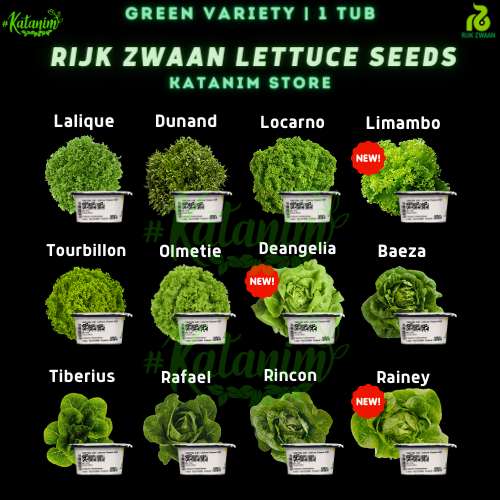 Green Variety Lettuce Rijk Zwaan Seeds Collection 1 Tub Rz Seeds Pelletized Katanim 0699