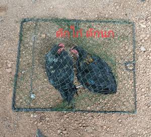 กับดักไก่และดักนกทุกชนิดแบบตาข่ายกว้าง47เซนยาว57เซนสปริงแข็งดีมากติดเร็วติดดีงานดีเหล็กดีตาข่ายดีใช้งานได้หลานปีมีใว้ได้ใช้แน่นอน