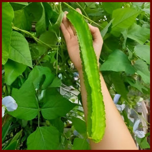 SIGARILYAS SEED`S A FOOTLONG VARIETY (WINGED BEANS)