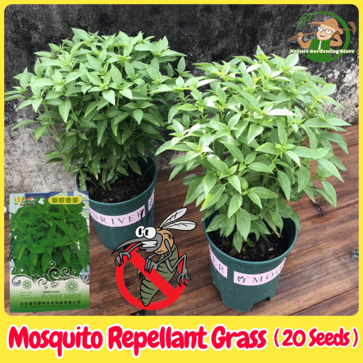 100 Legit Mosquito Repelling Plants Herbs Seeds for Planting 20