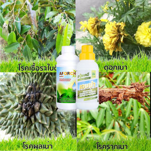 ยับยั้งเชื้อรา ใบไหม้ ใบจุดใบด่าง ผลเน่า รากเน่า ปุ๋ยน้ำ เอมม่า 1000 ซีซี + เอฟอชสารจับใบ 1000 ซีซี ฉีดคู่กับเอฟอช เร่งการดูดซึมยาเข้าใบรวดเร็ว